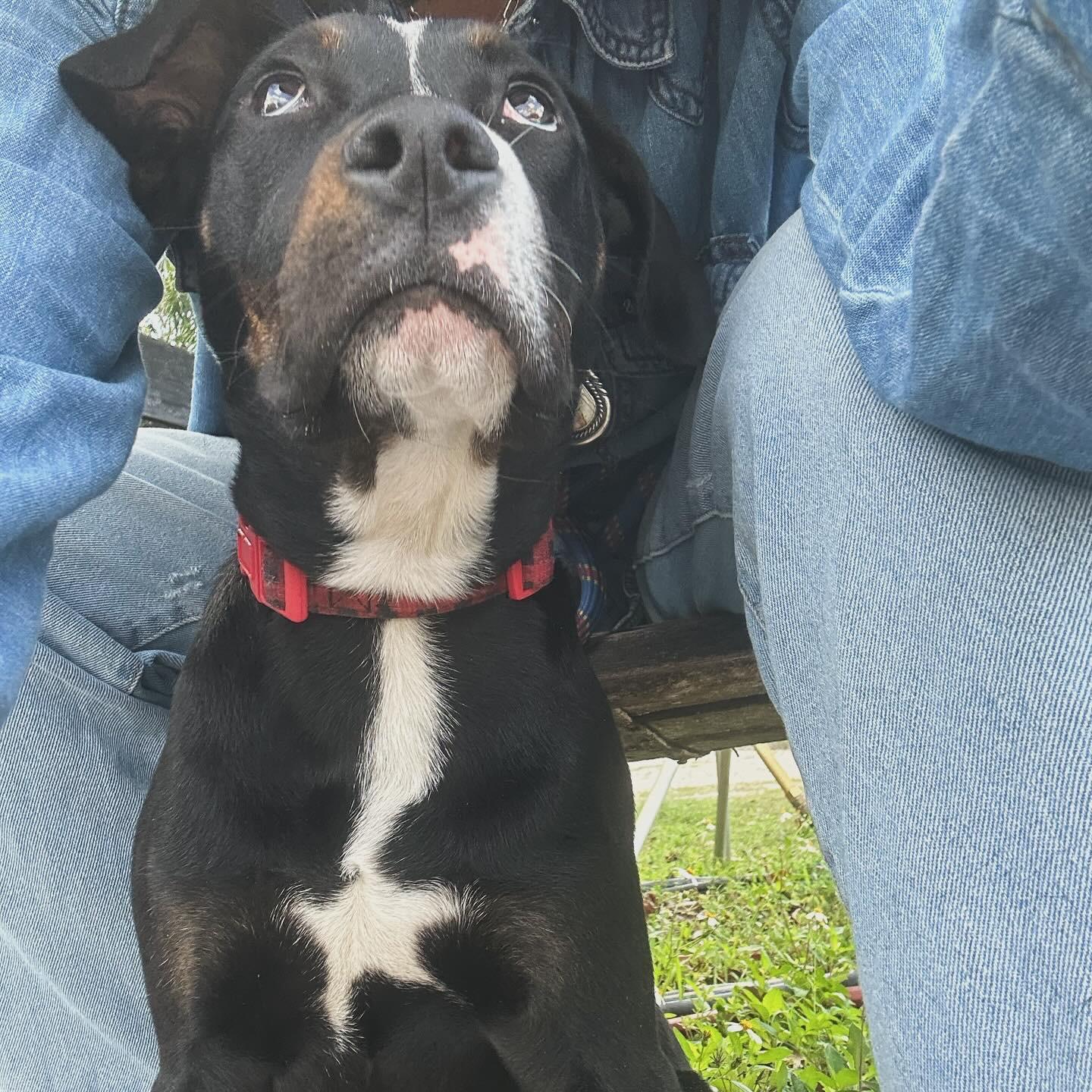 Ranger, a Adoptable mixed breed in Naples, FL image 2/6