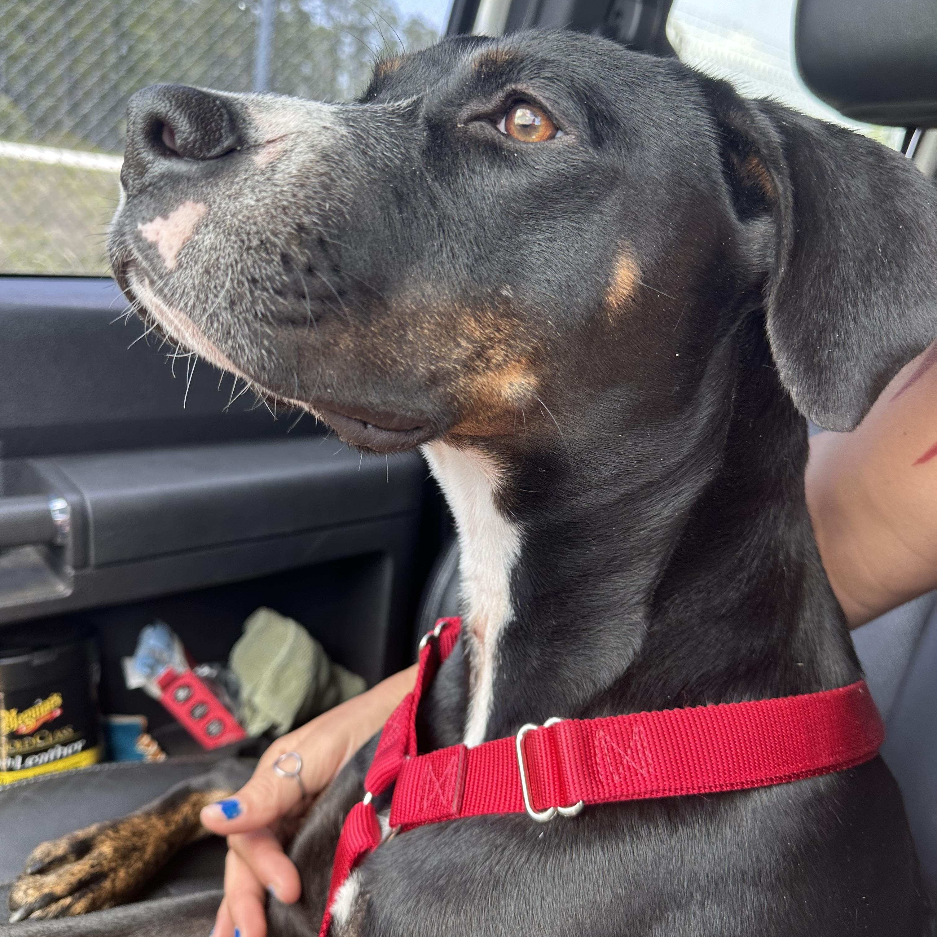 Ranger, an adoptable Mixed Breed in Naples, FL, 34120 | Photo Image 5
