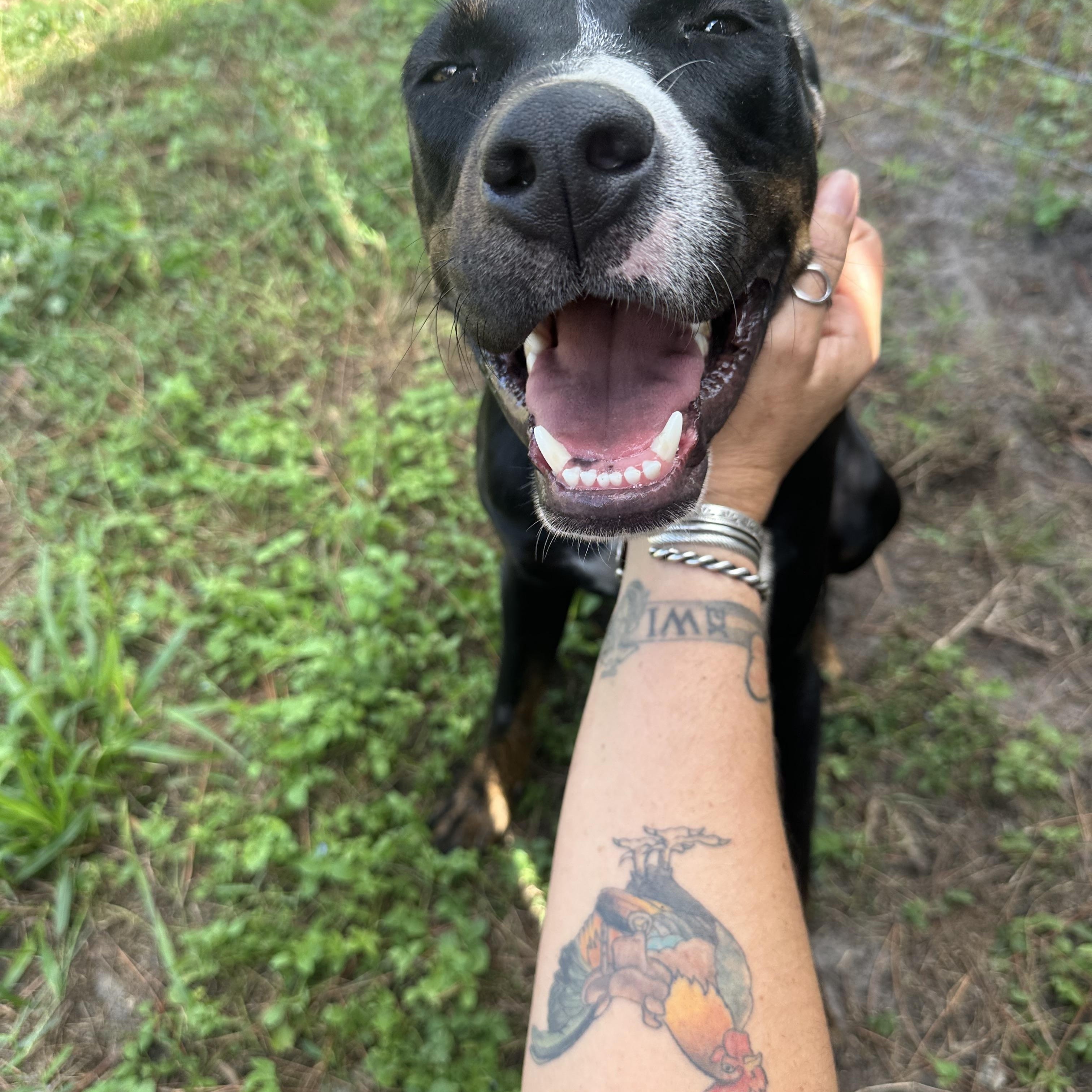 Ranger, an adoptable Mixed Breed in Naples, FL, 34120 | Photo Image 3