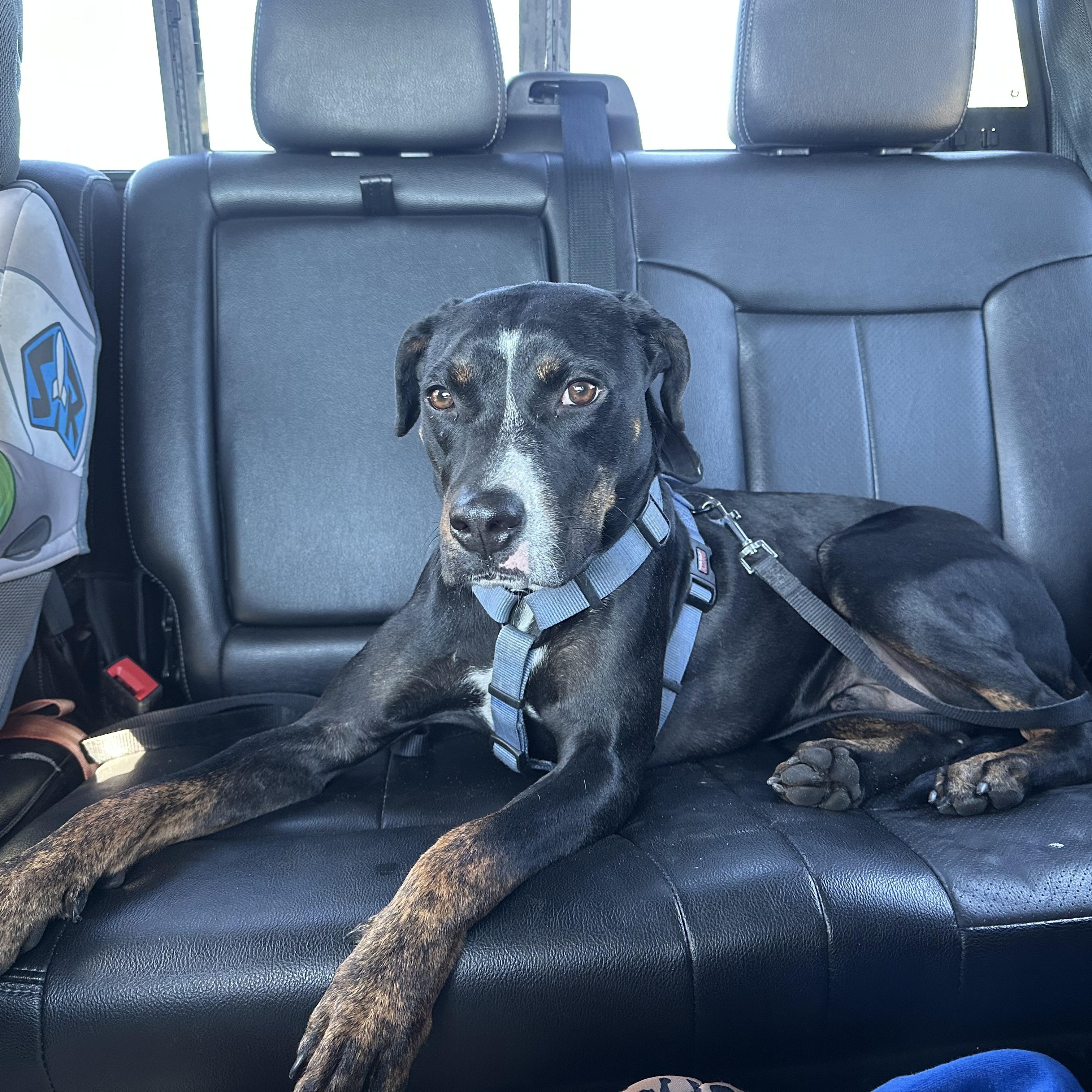 Ranger, a Adoptable mixed breed in Naples, FL image 1/6