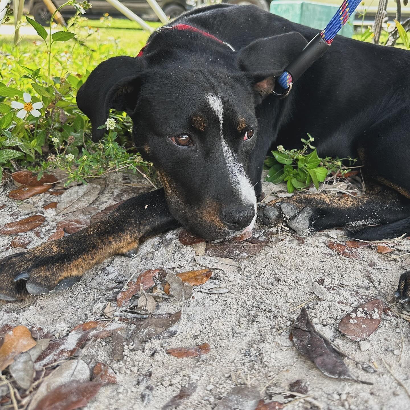Ranger, an adoptable Mixed Breed in Naples, FL, 34120 | Photo Image 4