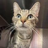 Enlarge Shanice, a Adoptable mixed breed in Ashtabula, OH image 1/4