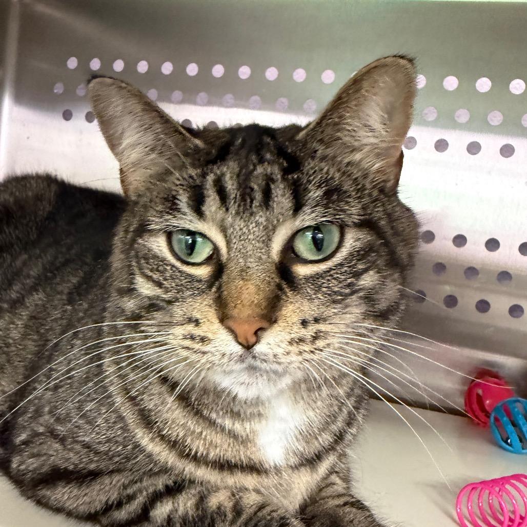 Enlarge Shanice, a Adoptable mixed breed in Ashtabula, OH image 2/4