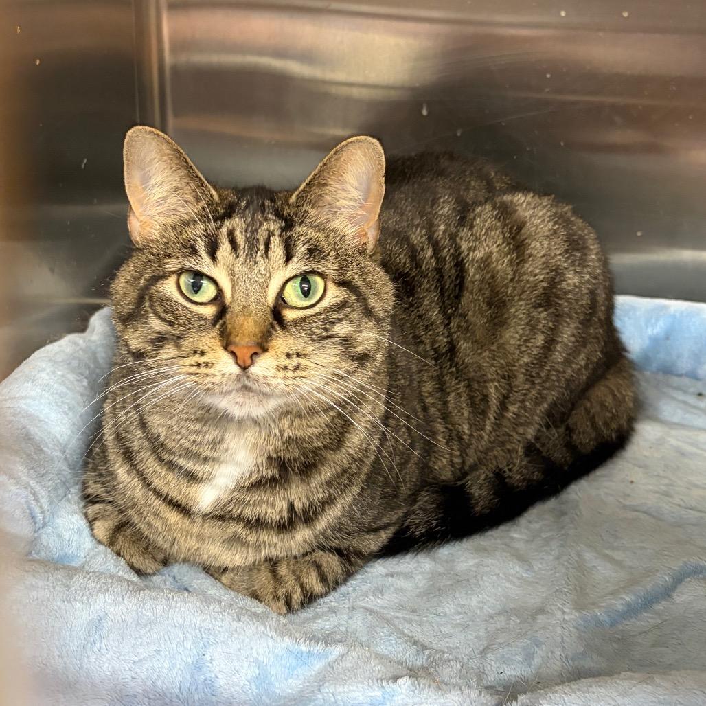 Enlarge Shanice, a Adoptable mixed breed in Ashtabula, OH image 3/4