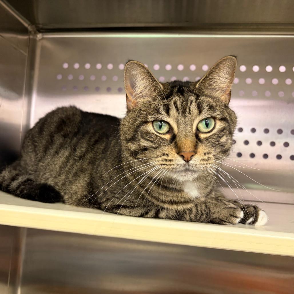 Enlarge Shanice, a Adoptable mixed breed in Ashtabula, OH image 4/4