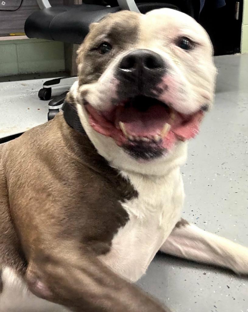 Enlarge Scar / Thor, a Adoptable Pit Bull Terrier in Beebe, AR image 1/1