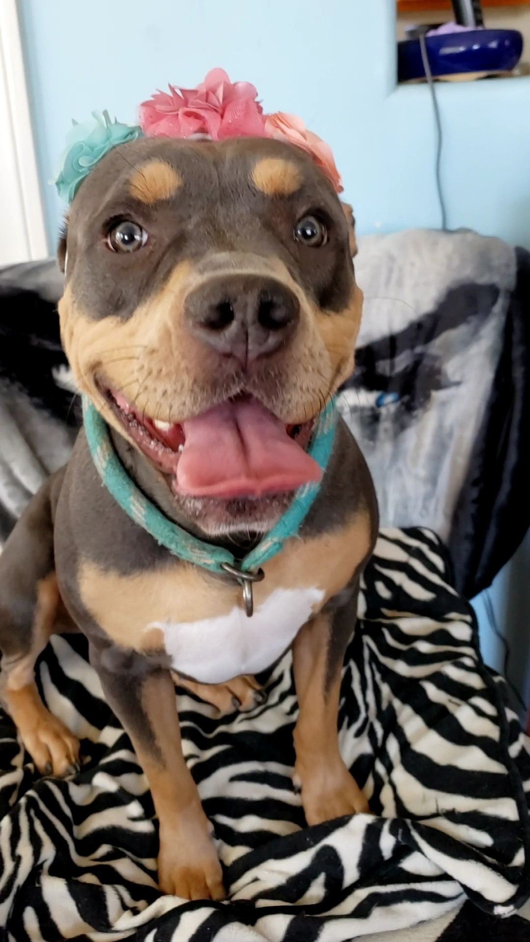 Adorable Liberty loves smallies, Adoptable, Young Female American Staffordshire Terrier & Rottweiler.