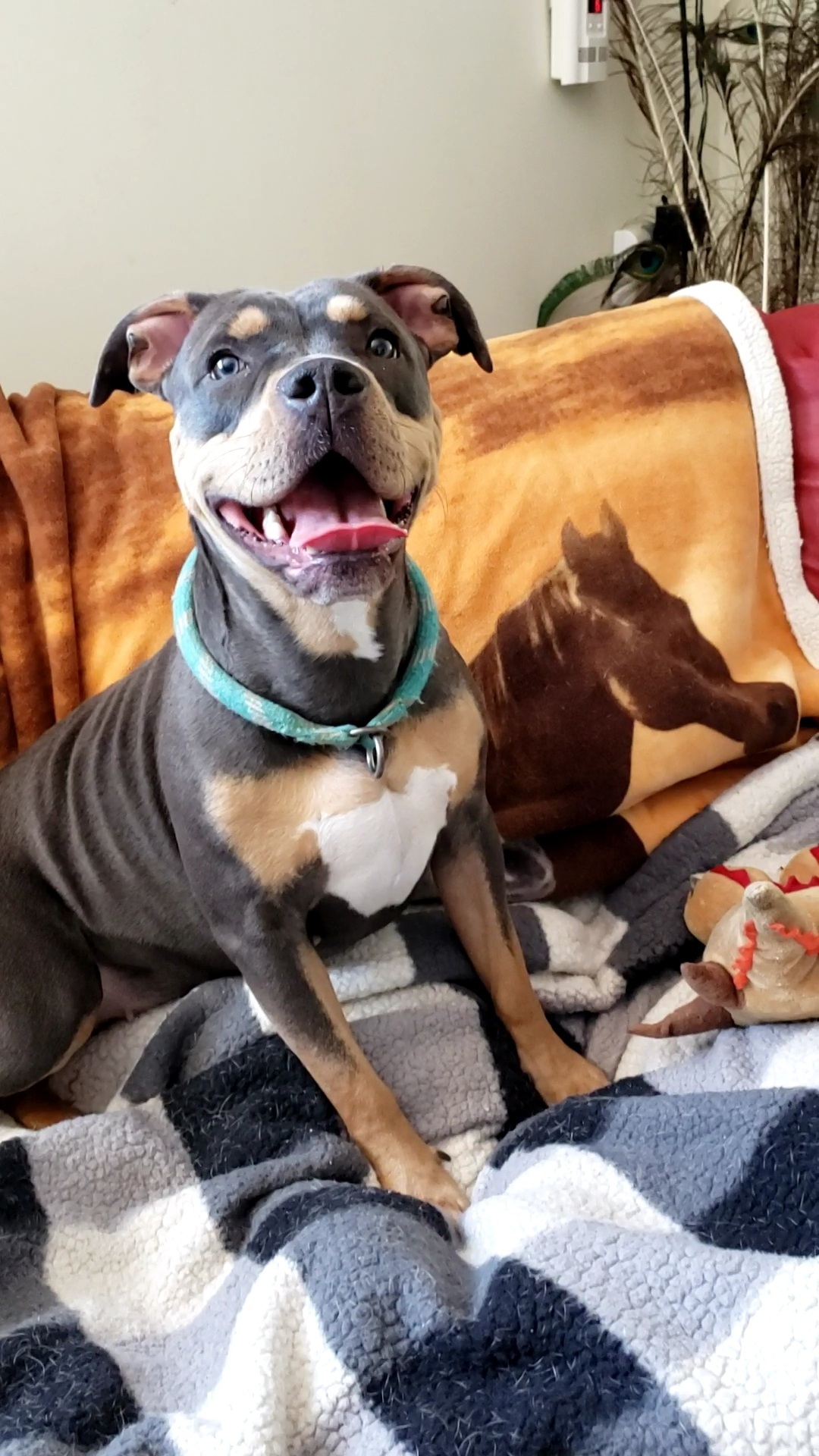 Adorable Liberty loves smallies, a Adoptable mixed breed in Hermosa Beach, CA image 2/4