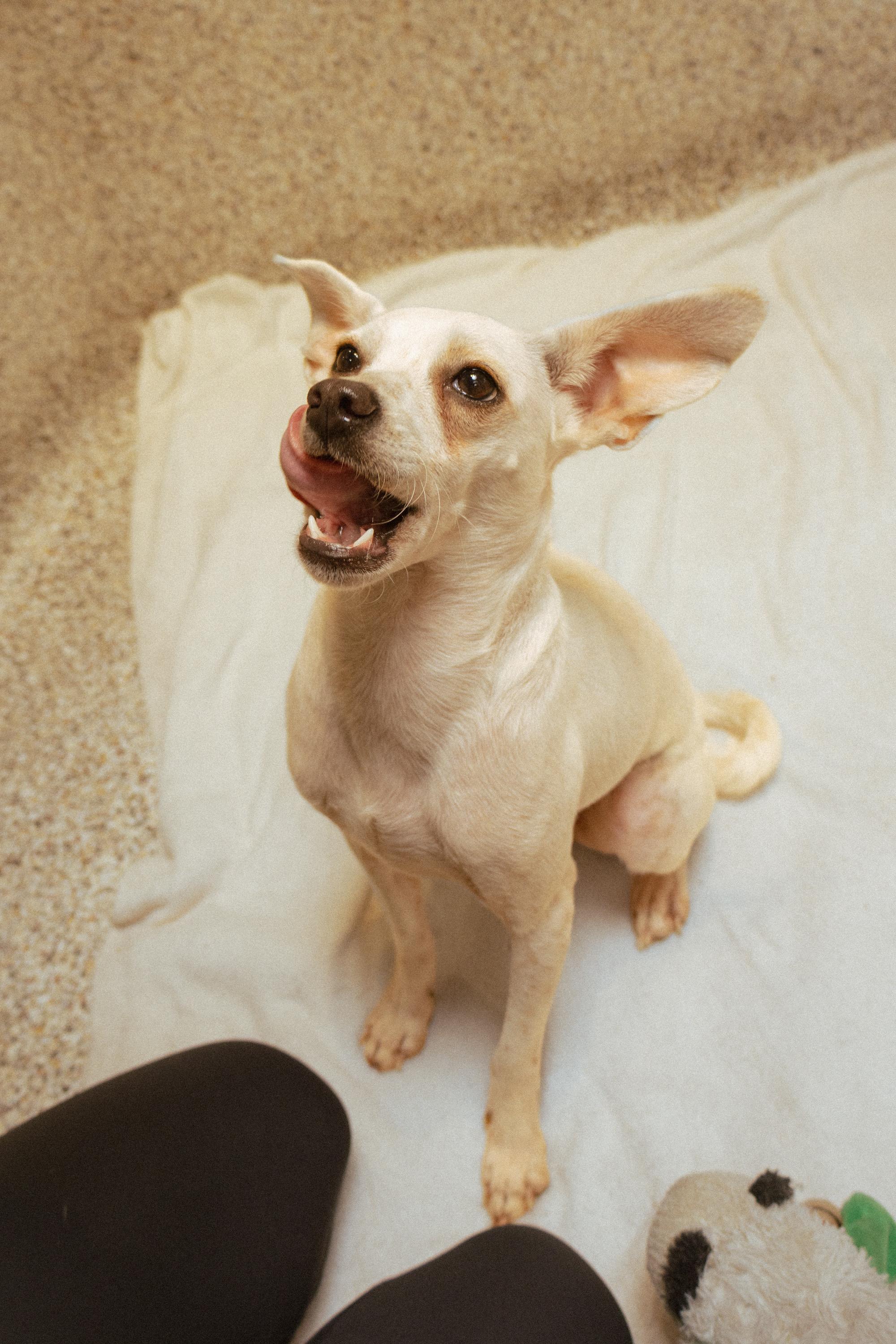 Enlarge Cashew, a Adopted mixed breed in Los Angeles, CA image 4/6