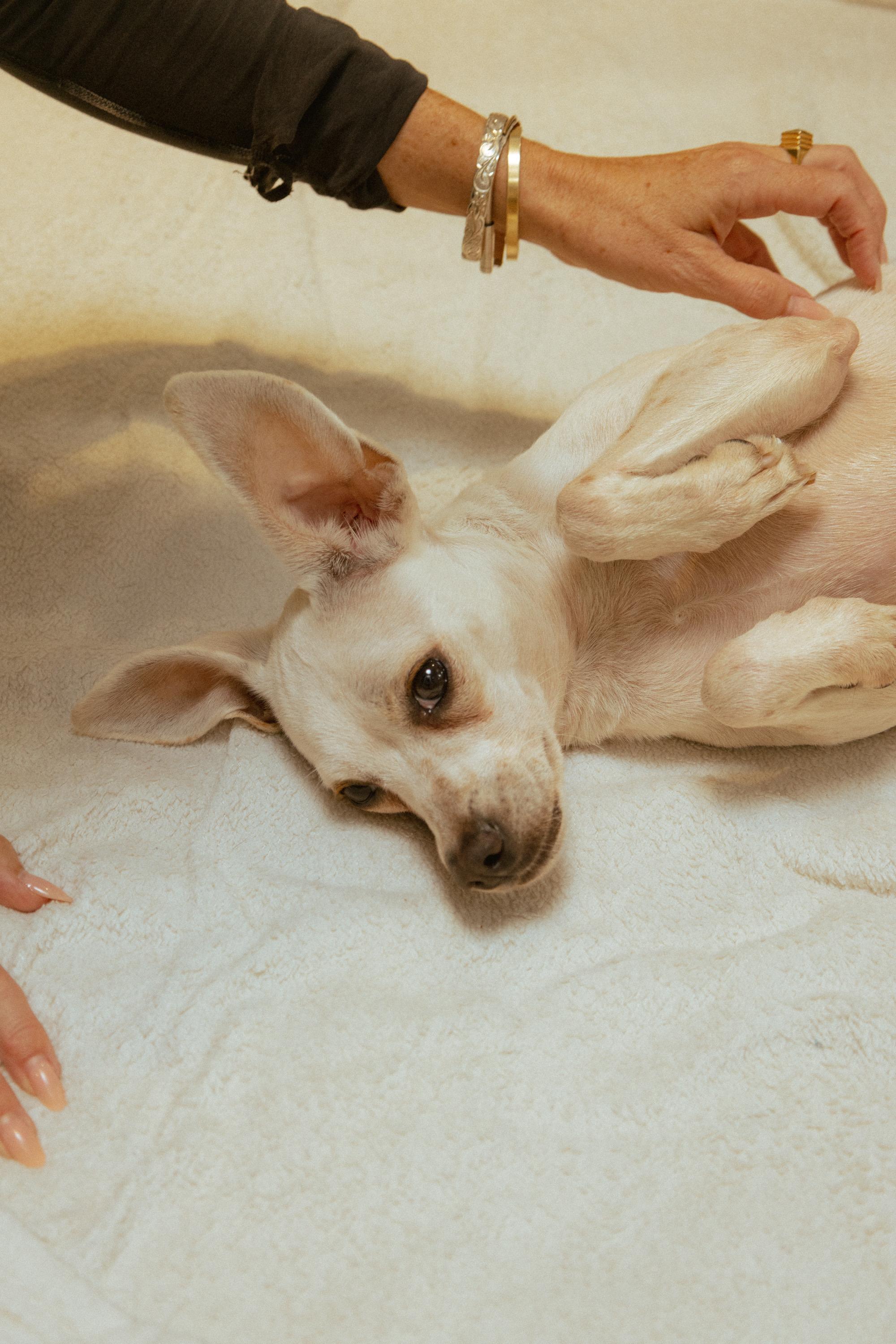 Enlarge Cashew, a Adopted mixed breed in Los Angeles, CA image 5/6