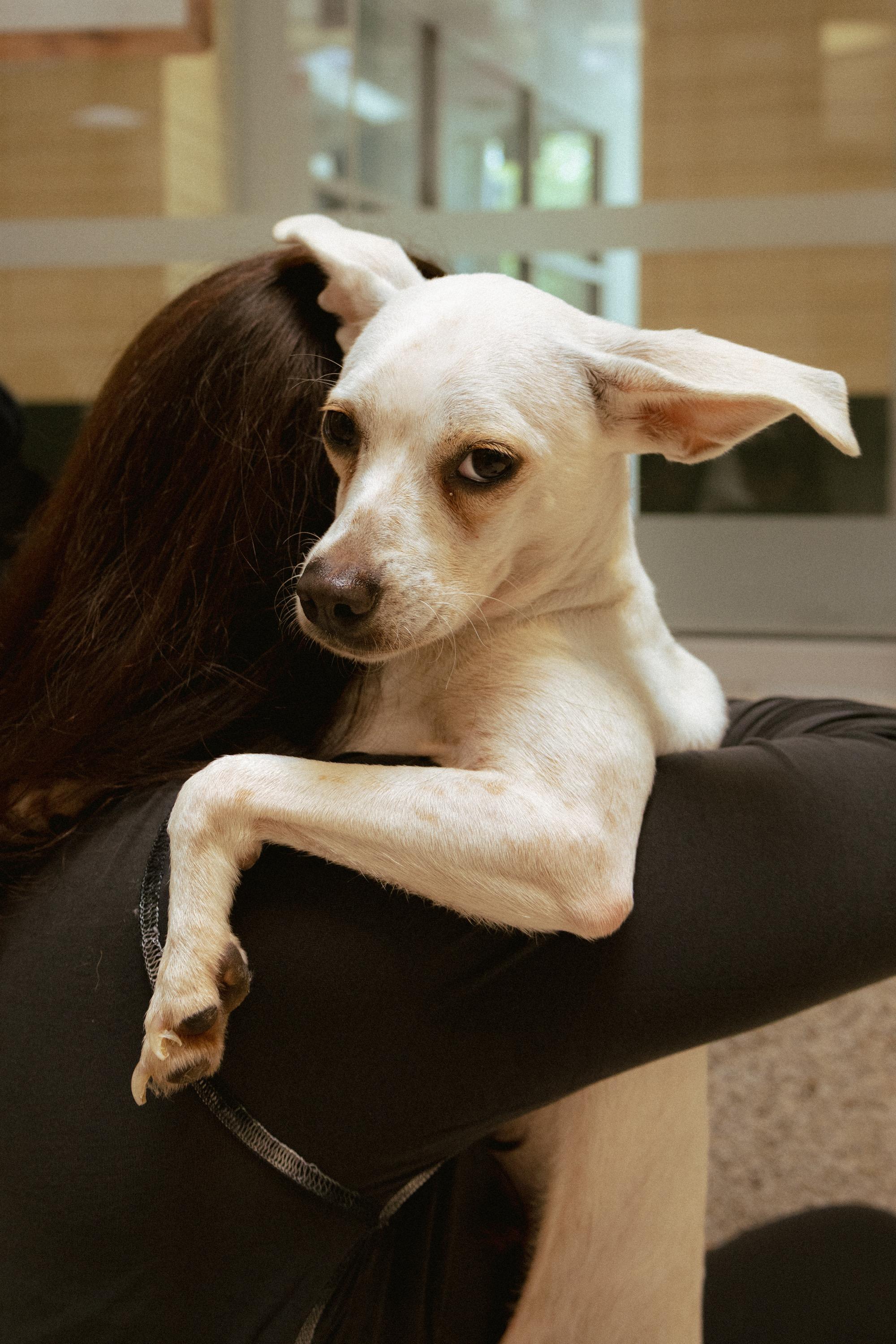 Enlarge Cashew, a Adopted mixed breed in Los Angeles, CA image 1/6