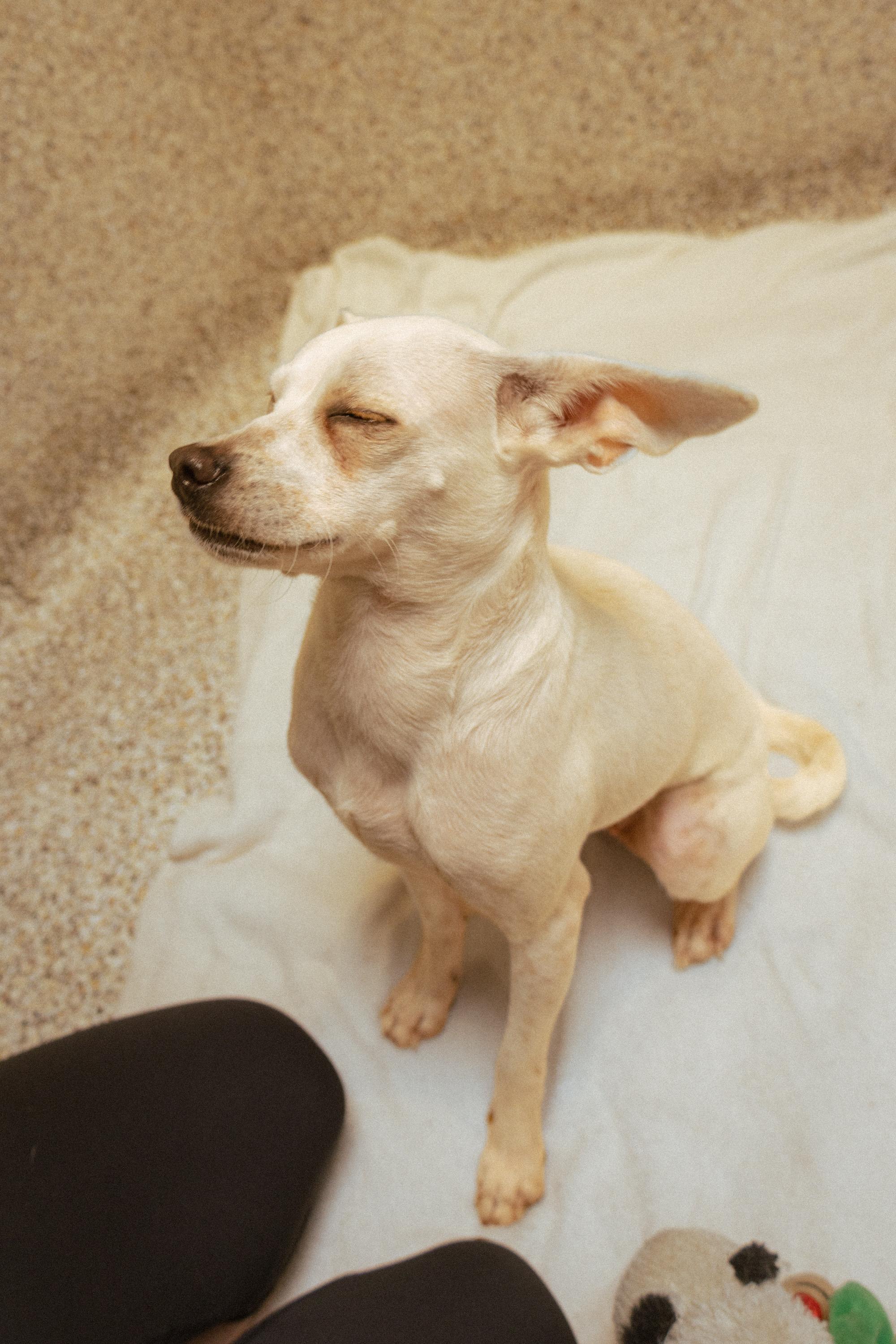 Enlarge Cashew, a Adopted mixed breed in Los Angeles, CA image 6/6