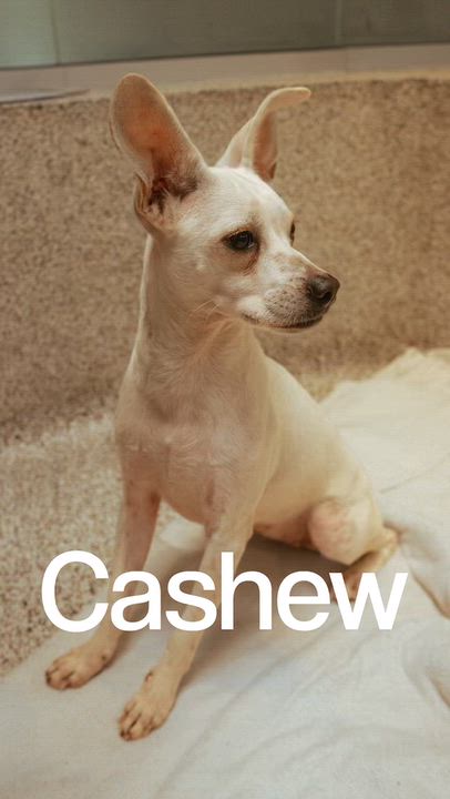 Enlarge Cashew, a Adopted mixed breed in Los Angeles, CA video 3/6