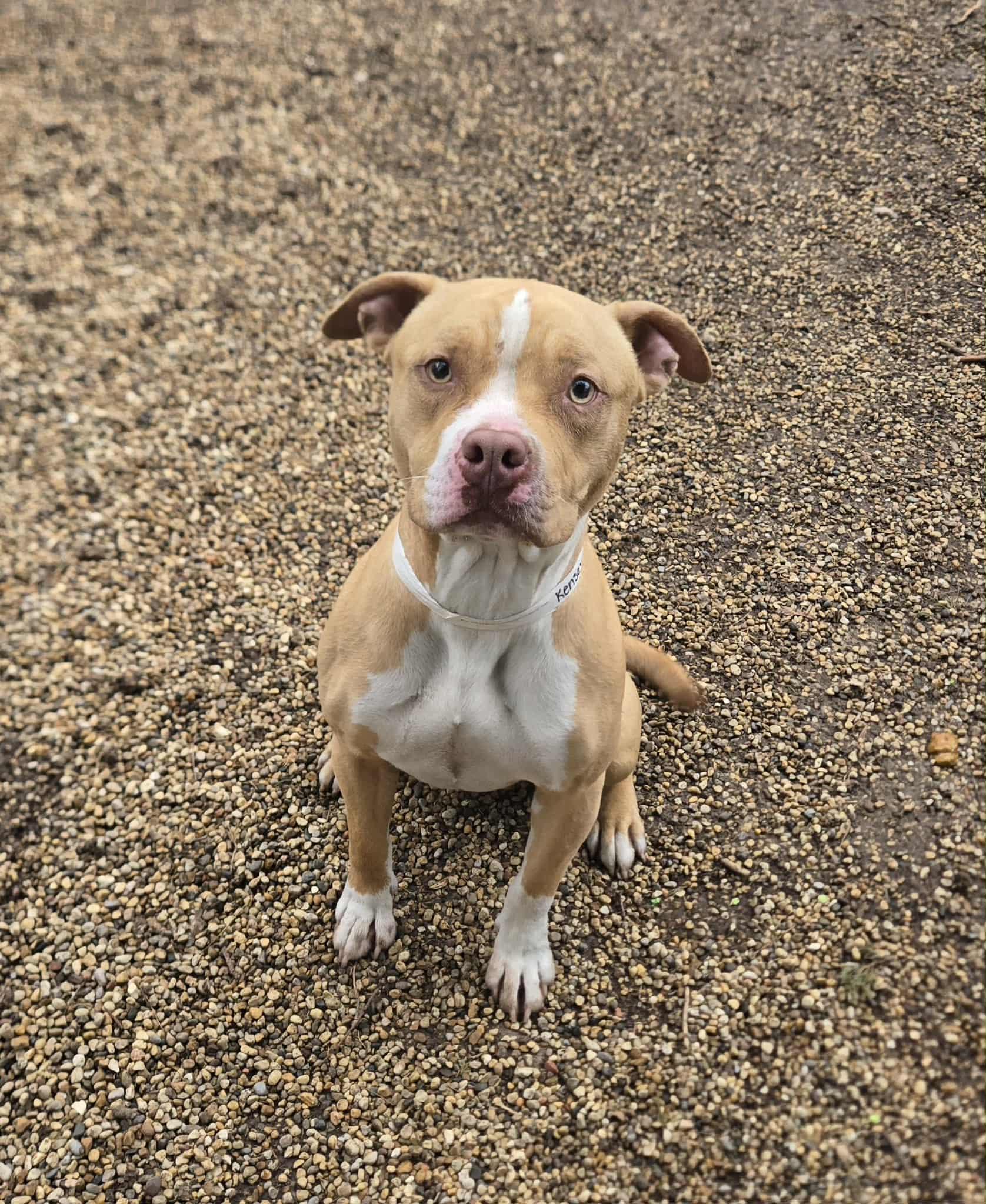 Enlarge Kenzie aka Kensey, a ADOPTABLE mixed breed in Freeport, IL image 3/4