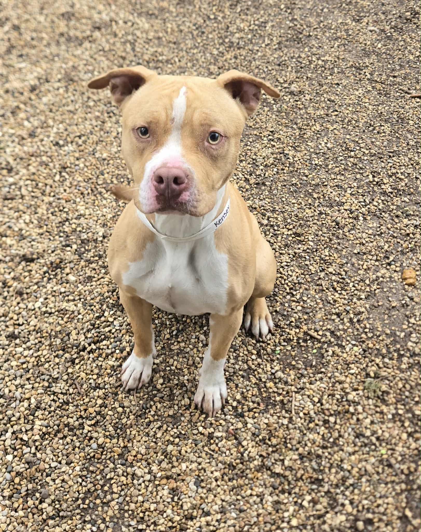 Enlarge Kenzie aka Kensey, a ADOPTABLE mixed breed in Freeport, IL image 4/4