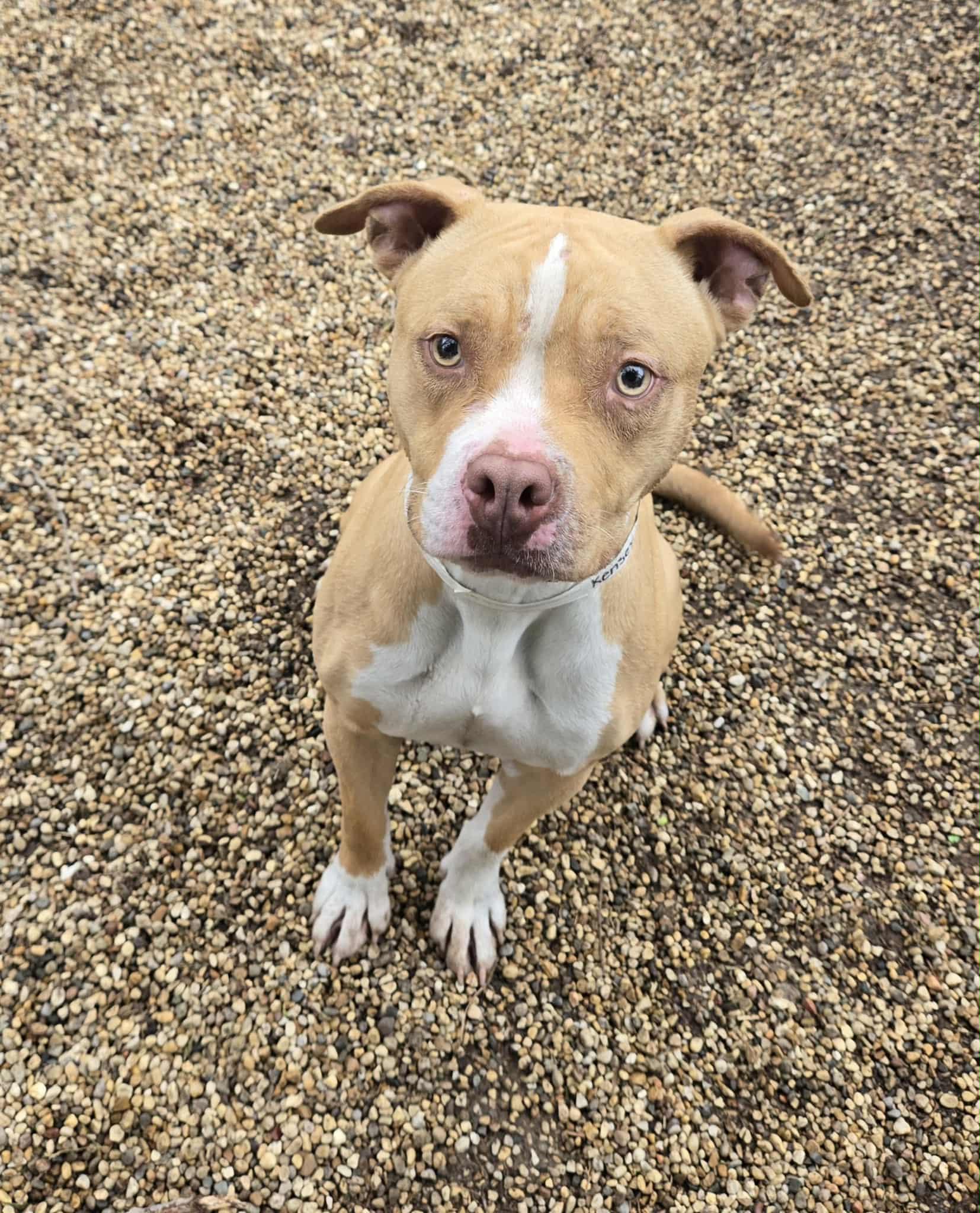 Enlarge Kenzie aka Kensey, a ADOPTABLE mixed breed in Freeport, IL image 2/4