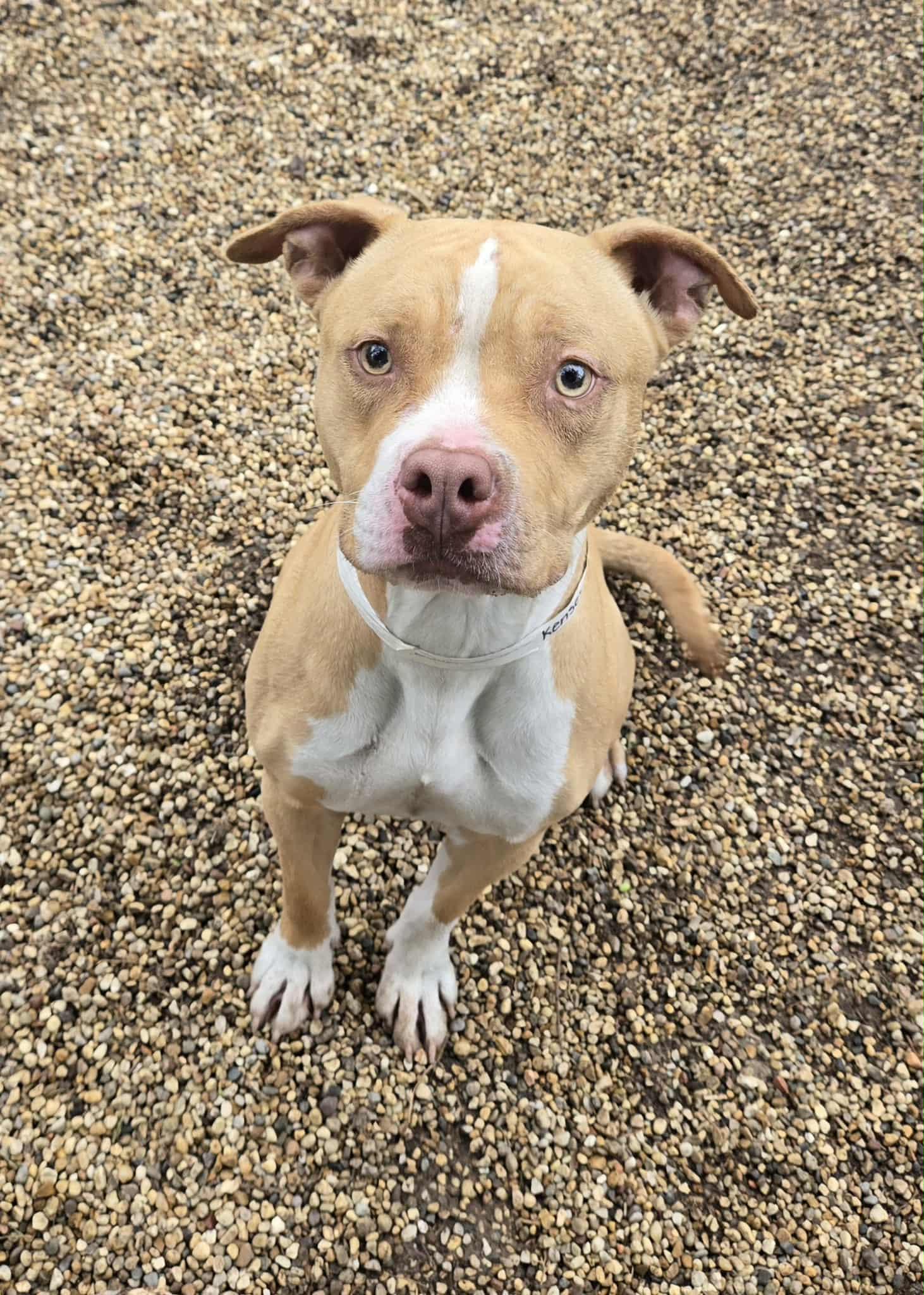 Kenzie aka Kensey, ADOPTABLE, Young Female Pit Bull Terrier.