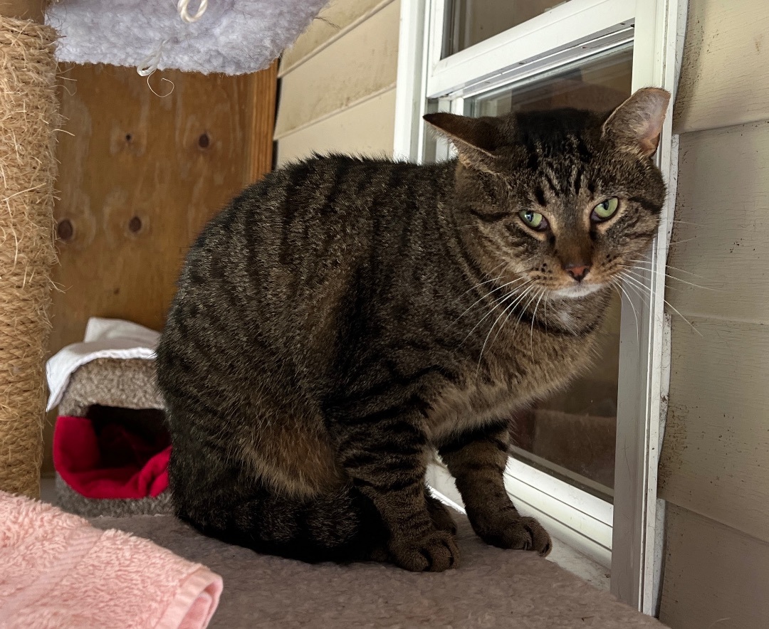 Enlarge Wawa, a Adoptable Tabby in Palmyra, VA image 1/6
