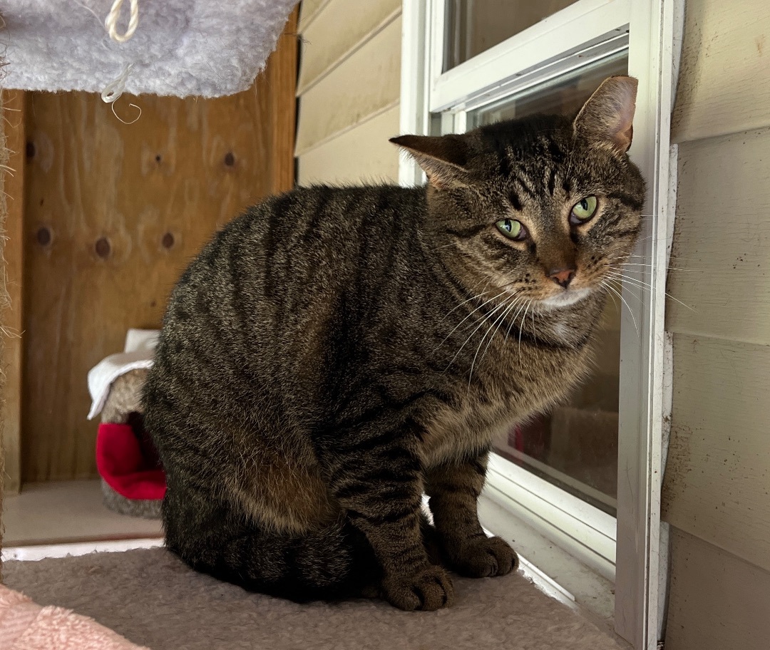 Enlarge Wawa, a Adoptable Tabby in Palmyra, VA image 2/6