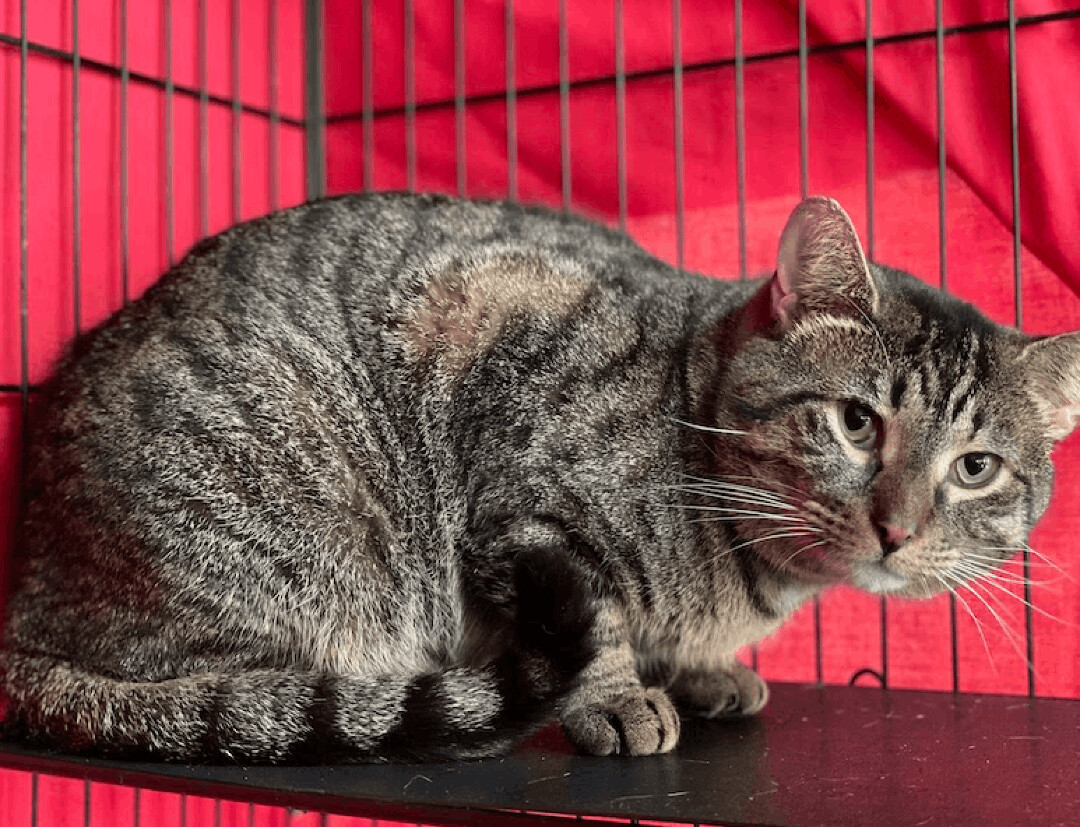 Enlarge Wawa, a Adoptable Tabby in Palmyra, VA image 3/6