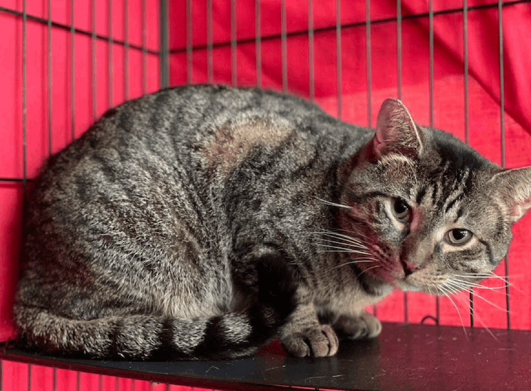 Enlarge Wawa, a Adoptable Tabby in Palmyra, VA image 4/6