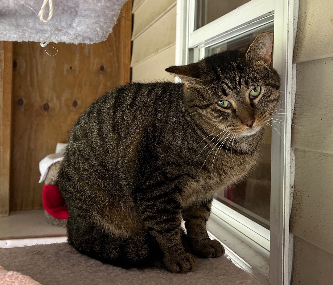 Enlarge Wawa, a Adoptable Tabby in Palmyra, VA image 5/6