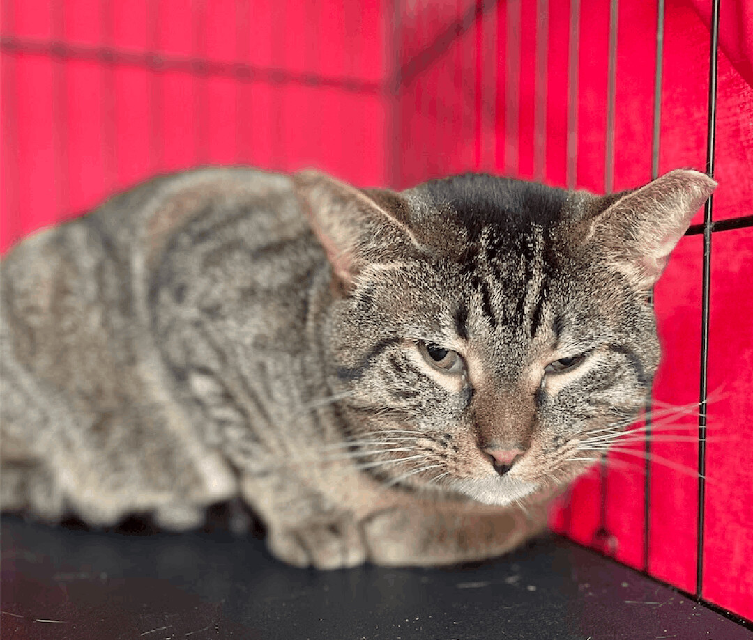 Enlarge Wawa, a Adoptable Tabby in Palmyra, VA image 6/6