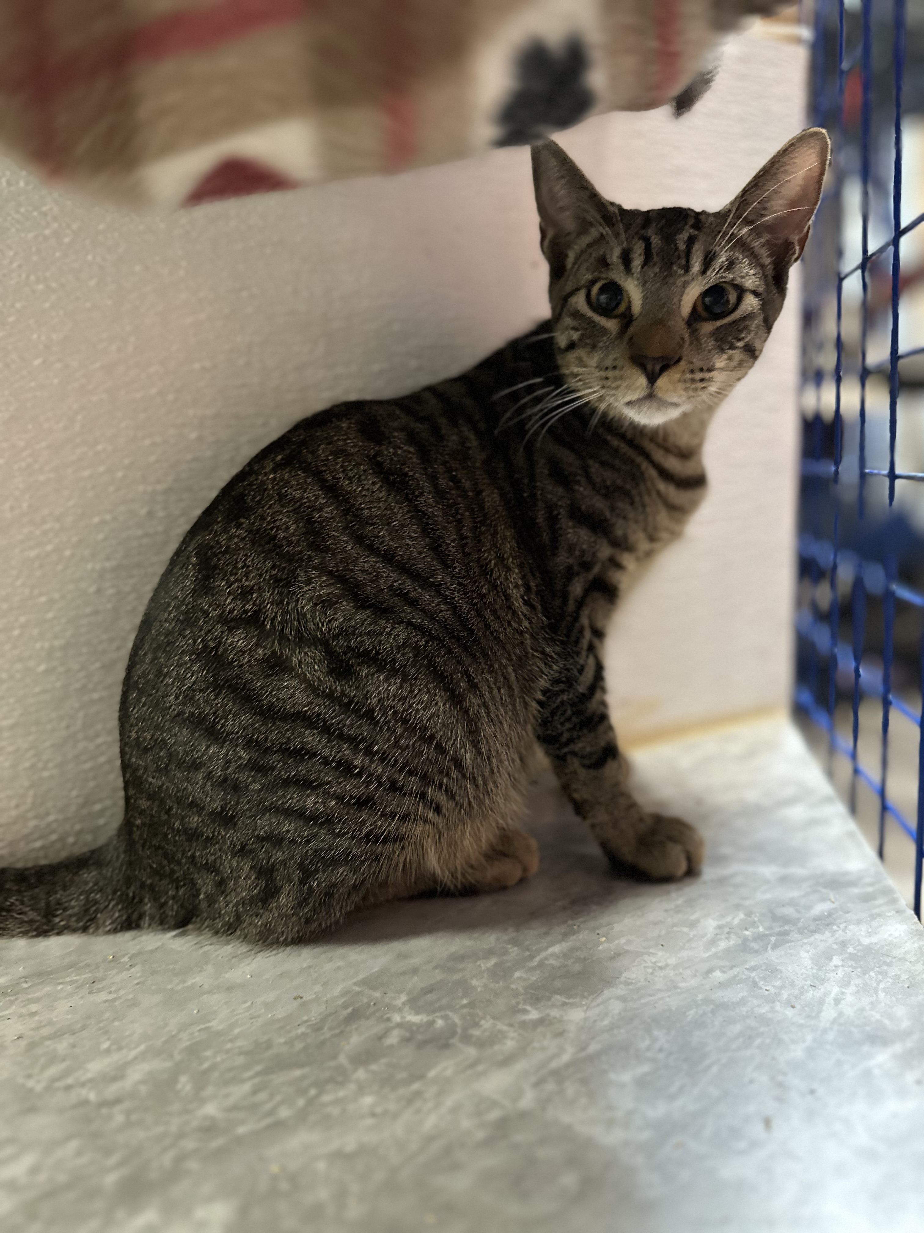 Freddie, Adoptable, Kitten Male Oriental Tabby.