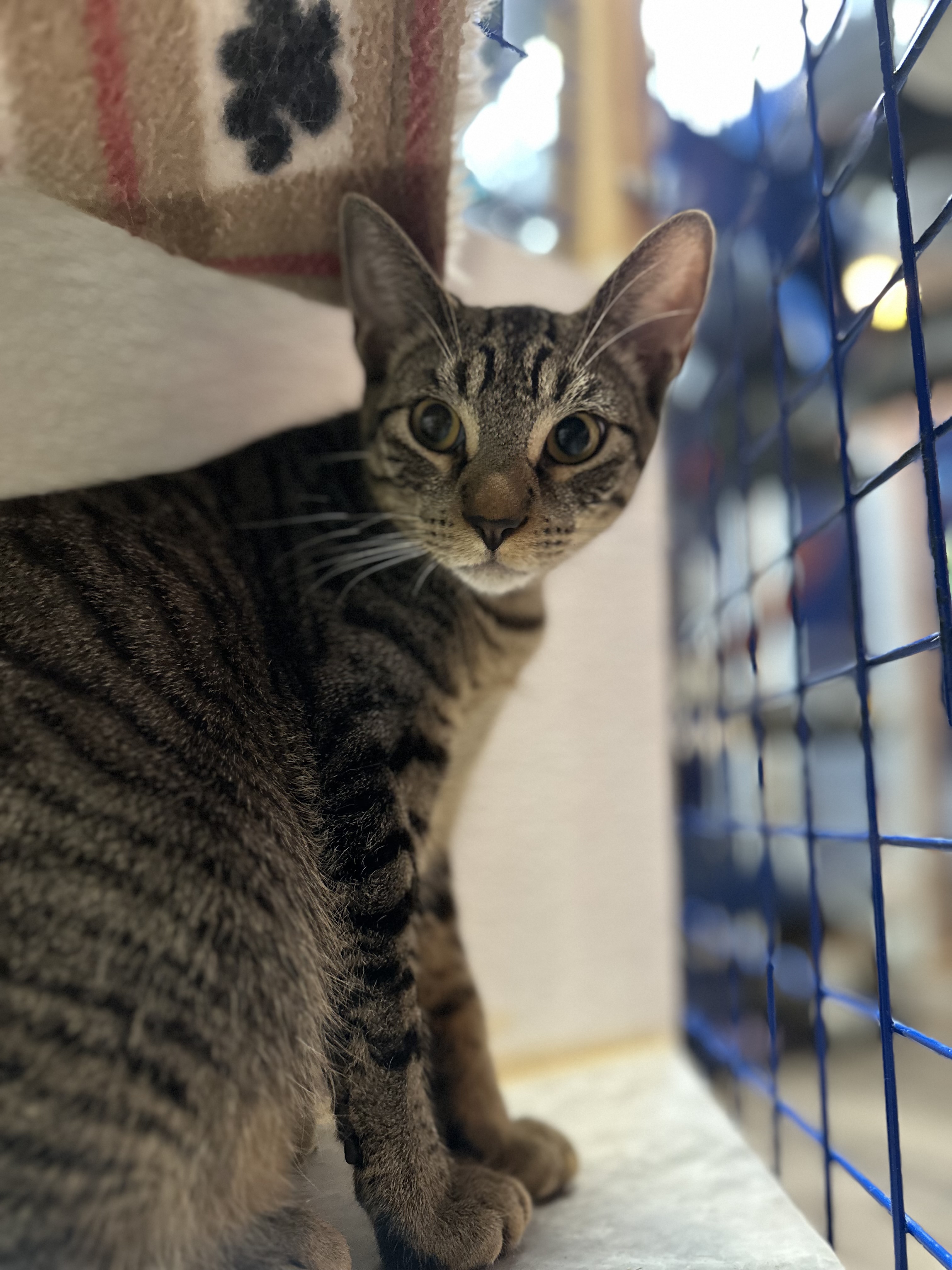 Freddie, Adoptable, Kitten Male Oriental Tabby.