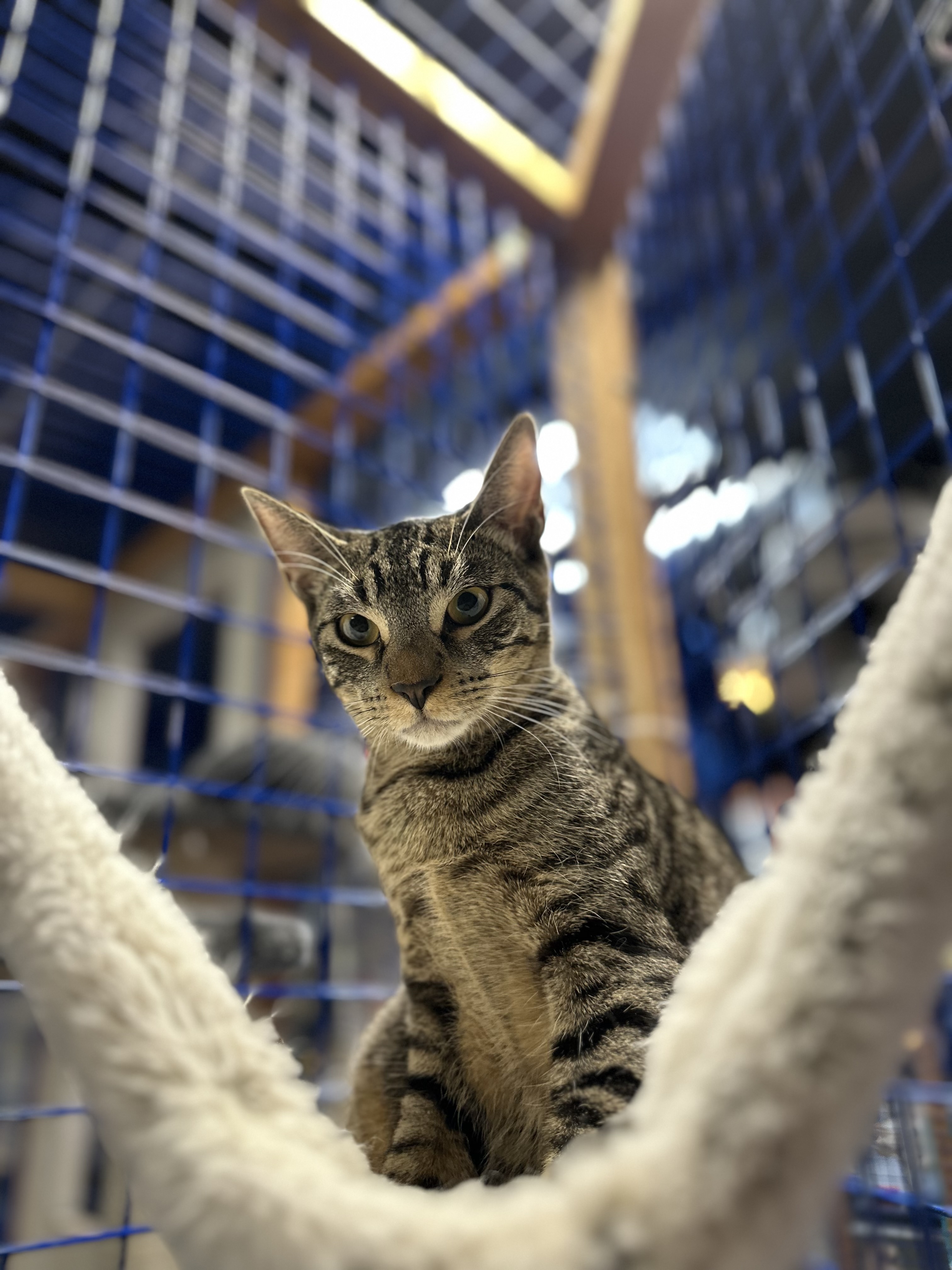 Enlarge Freddie, a Adoptable Oriental Tabby in Pomona, CA image 3/5