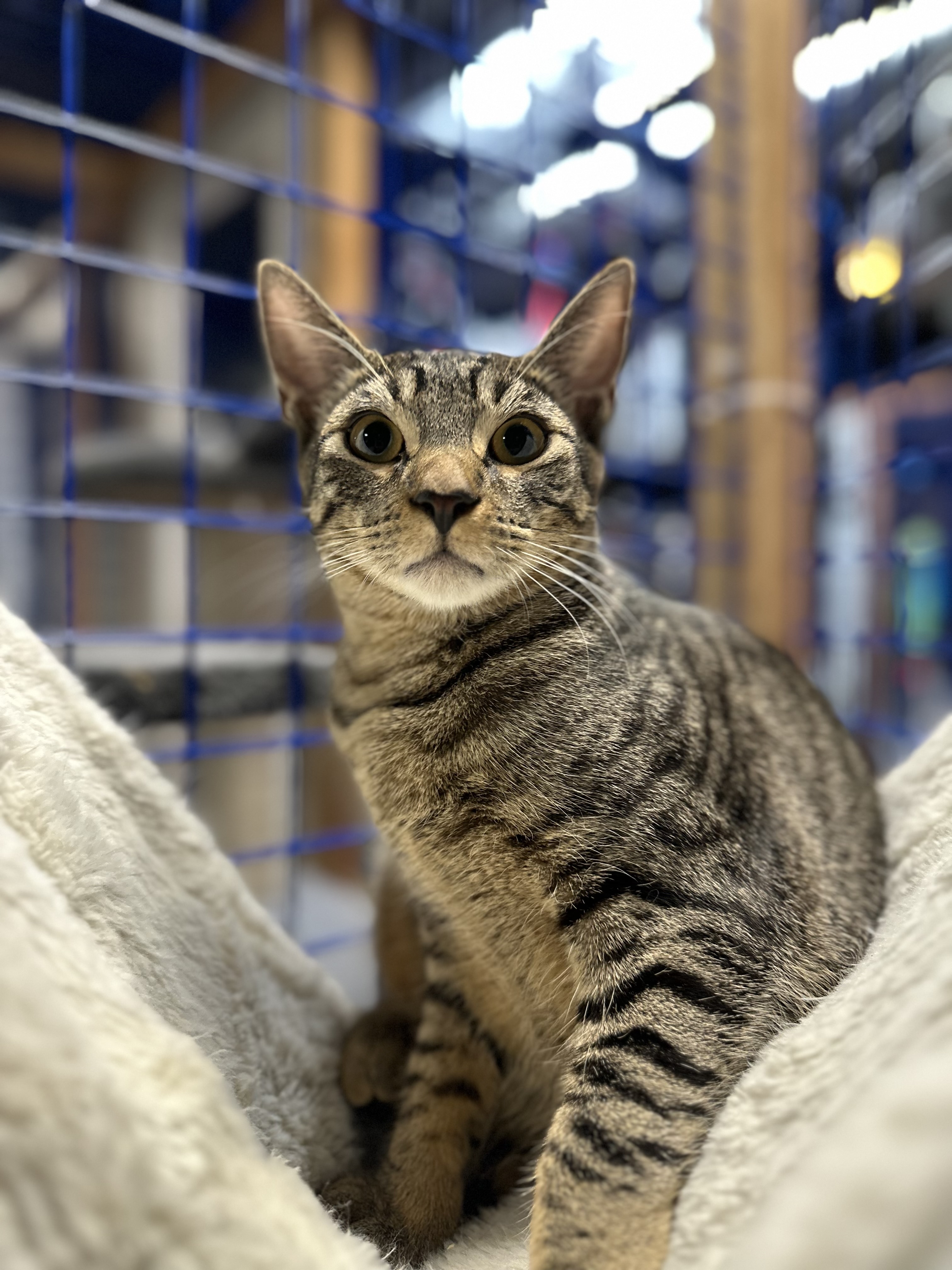 Enlarge Freddie, a Adoptable Oriental Tabby in Pomona, CA image 4/5