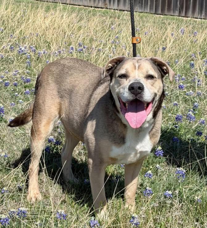 Enlarge Alfred, a Adoptable mixed breed in Belton, TX image 1/1