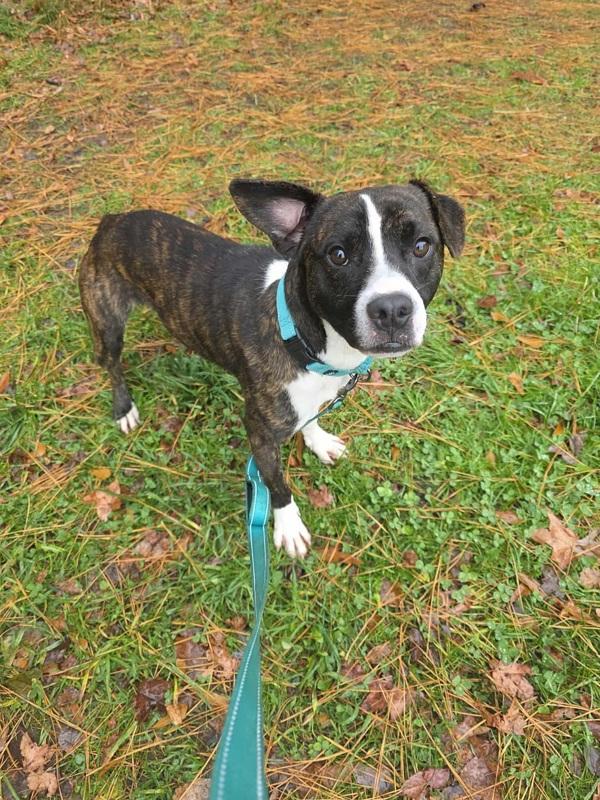 Gobbles, Adoptable, Young Male Pit Bull Terrier.