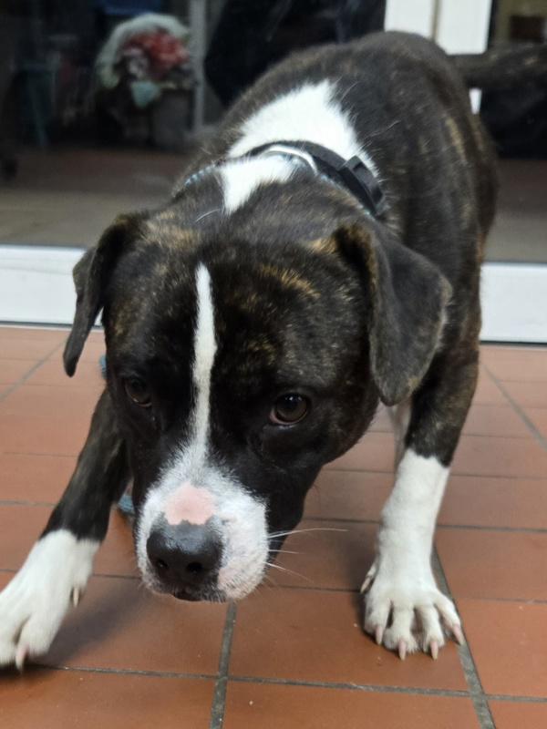 Enlarge Gobbles, a Adoptable mixed breed in Salisbury, MD image 2/2