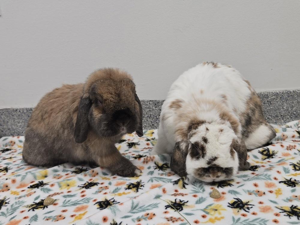 Enlarge Pierogi, a Adoptable Mini Lop in Westford, MA image 2/6