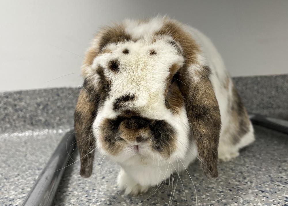 Enlarge Pierogi, a Adoptable Mini Lop in Westford, MA image 4/6