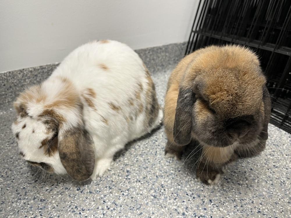 Enlarge Pierogi, a Adoptable Mini Lop in Westford, MA image 5/6