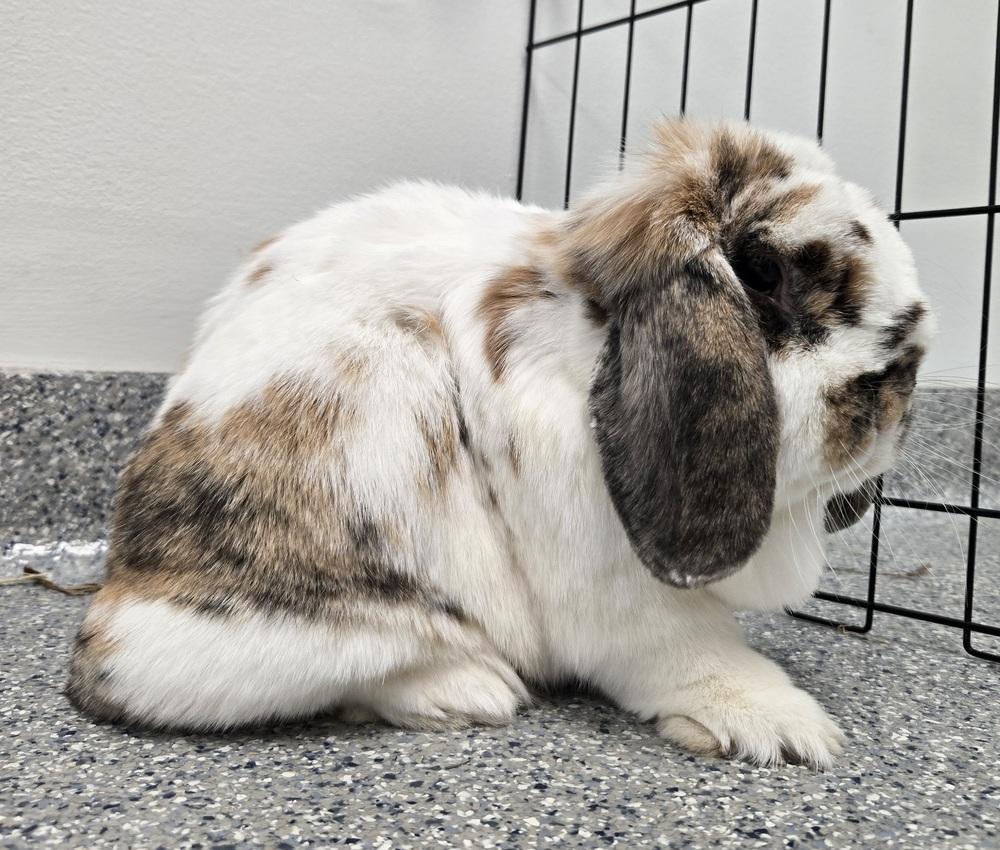 Enlarge Pierogi, a Adoptable Mini Lop in Westford, MA image 6/6
