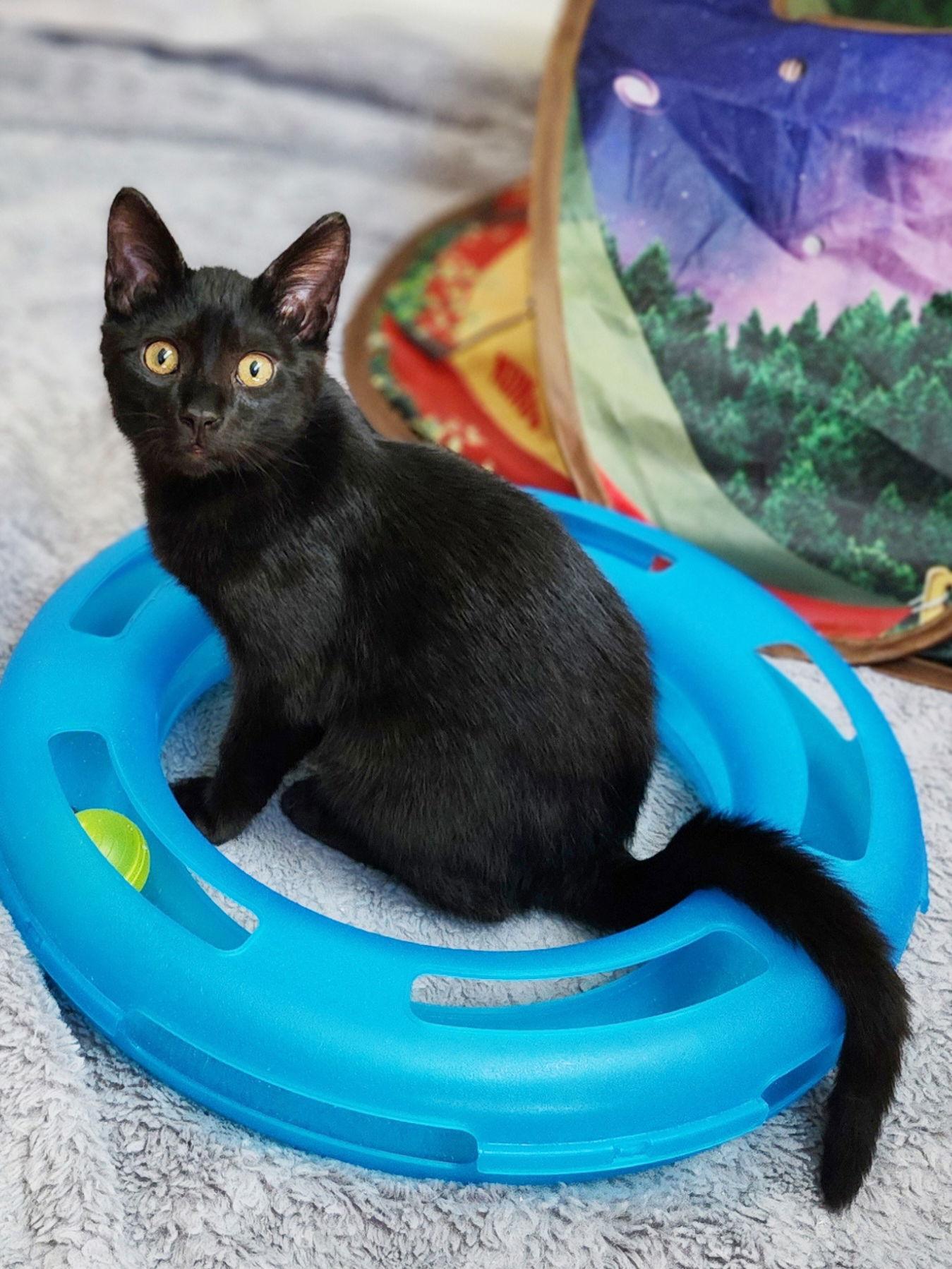 Mikey, Adopted, Kitten Male Domestic Short Hair.