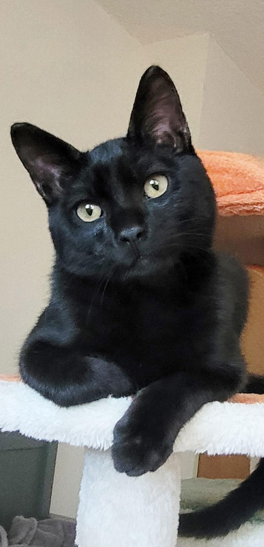 Enlarge Mikey, a Adopted Domestic Short Hair in Alameda, CA image 2/3