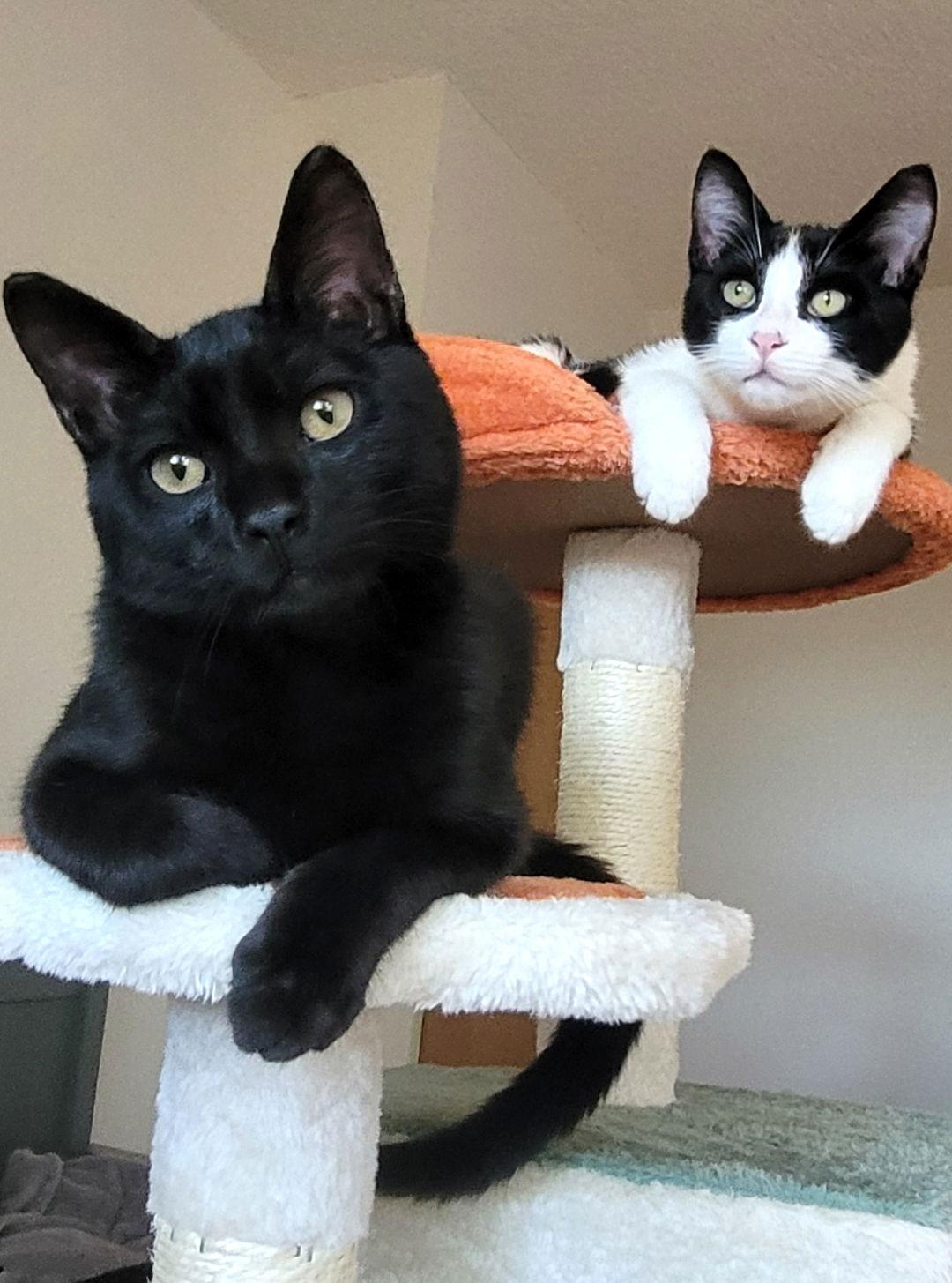 Enlarge Mikey, a Adopted Domestic Short Hair in Alameda, CA image 3/3