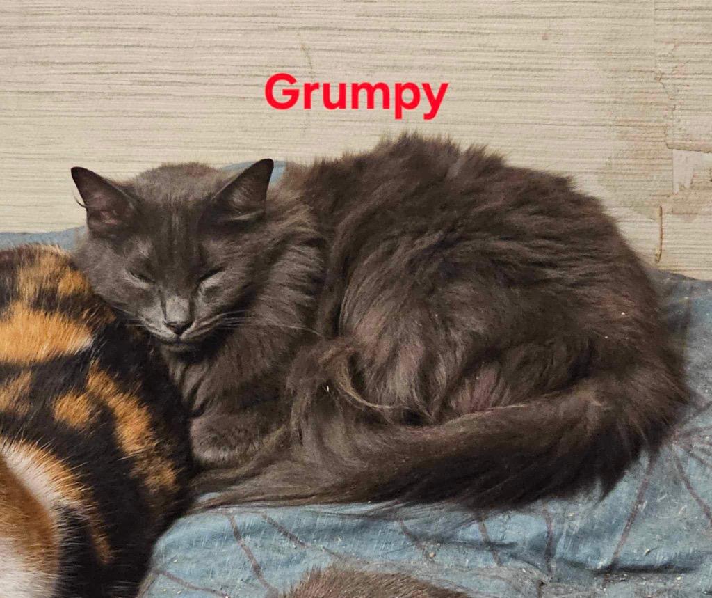 Enlarge Grumpy, a Adoptable mixed breed in Plattsburgh, NY image 1/1
