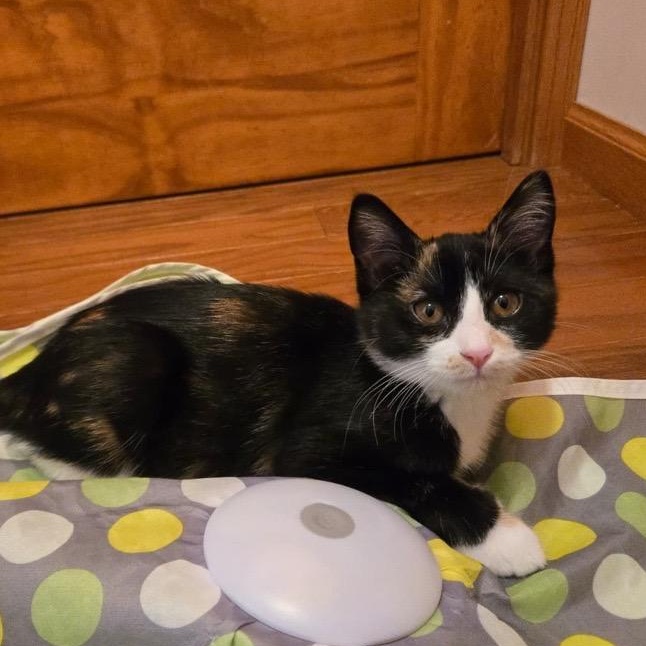Beatrice and Mabel, a ADOPTABLE Domestic Short Hair in Hamel, MN image 1/5