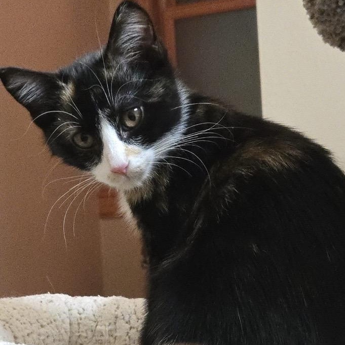 Beatrice and Mabel, a ADOPTABLE Domestic Short Hair in Hamel, MN image 4/5