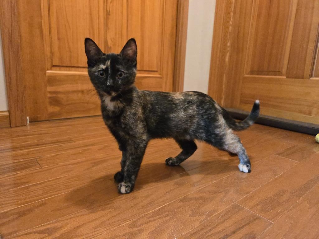 Beatrice and Mabel, a ADOPTABLE Domestic Short Hair in Hamel, MN image 3/5