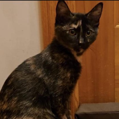 Beatrice and Mabel, a ADOPTABLE Domestic Short Hair in Hamel, MN image 5/5