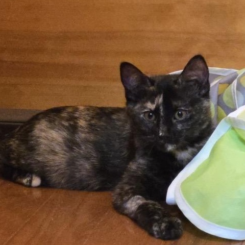 Beatrice and Mabel, a ADOPTABLE Domestic Short Hair in Hamel, MN image 2/5