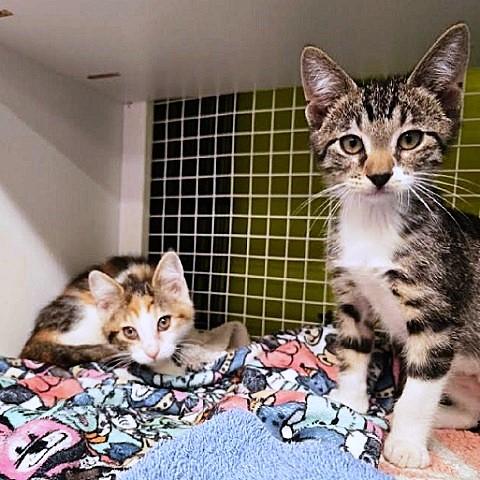Cedric and Prema, a ADOPTABLE Tabby in Salt Lake City, UT image 4/4