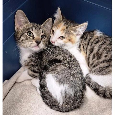Cedric and Prema, a ADOPTABLE Tabby in Salt Lake City, UT image 1/4