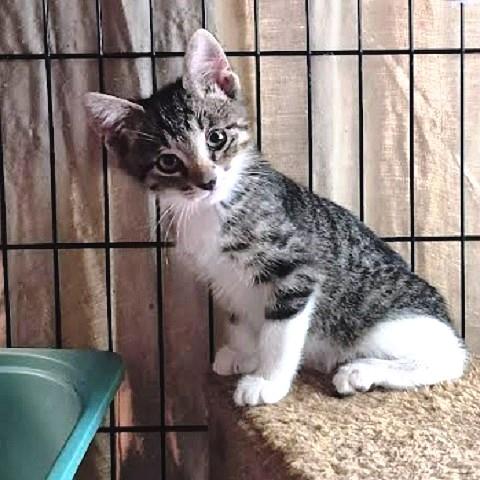 Cedric and Prema, a ADOPTABLE Tabby in Salt Lake City, UT image 2/4